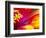 Whirligig Zinnia, Seattle, Washington, USA-Terry Eggers-Framed Photographic Print