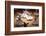 Whirling Dervishes at the Dervishes Festival, Konya, Central Anatolia, Turkey, Asia Minor, Eurasia-Bruno Morandi-Framed Photographic Print