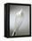 Whisk with Beaten Egg-whites-Steve Lupton-Framed Premier Image Canvas