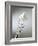 Whisk with Beaten Egg-whites-Steve Lupton-Framed Photographic Print