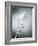 Whisk with Egg-Whites-Steve Lupton-Framed Photographic Print