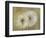 Whisper I-Andrew Michaels-Framed Art Print