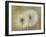 Whisper I-Andrew Michaels-Framed Art Print