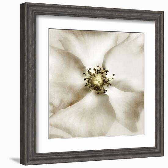 Whisper of Rose-Donna Geissler-Framed Art Print