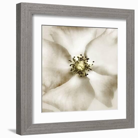 Whisper of Rose-Donna Geissler-Framed Art Print