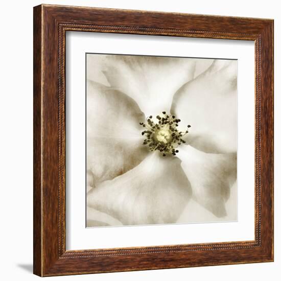 Whisper of Rose-Donna Geissler-Framed Art Print