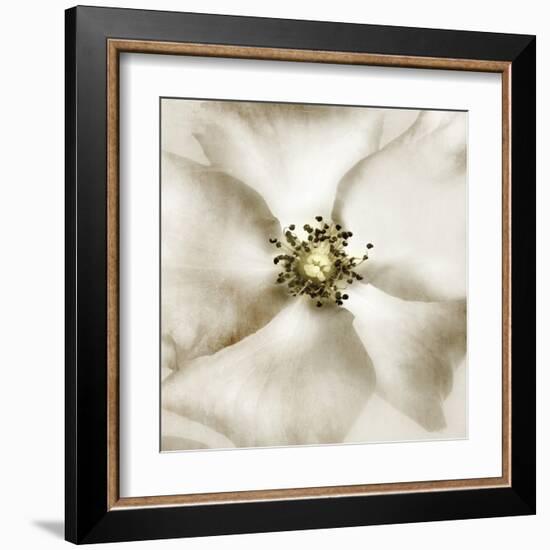 Whisper of Rose-Donna Geissler-Framed Art Print