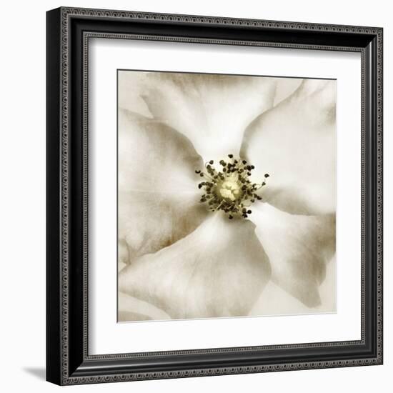 Whisper of Rose-Donna Geissler-Framed Art Print