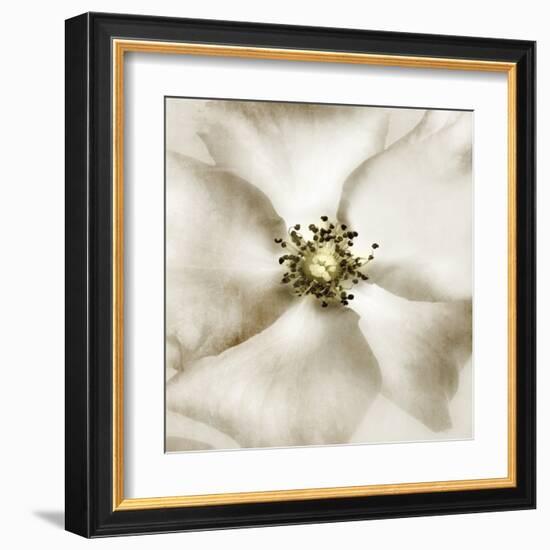 Whisper of Rose-Donna Geissler-Framed Art Print