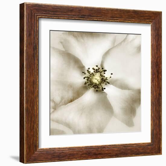 Whisper of Rose-Donna Geissler-Framed Giclee Print