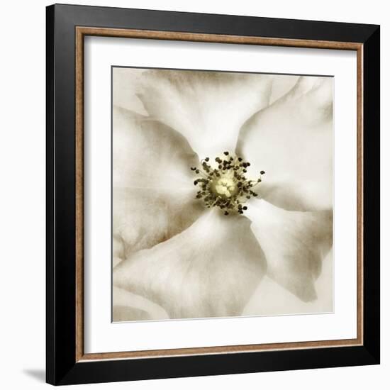 Whisper of Rose-Donna Geissler-Framed Giclee Print