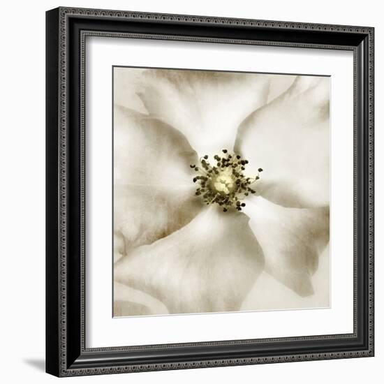 Whisper of Rose-Donna Geissler-Framed Giclee Print