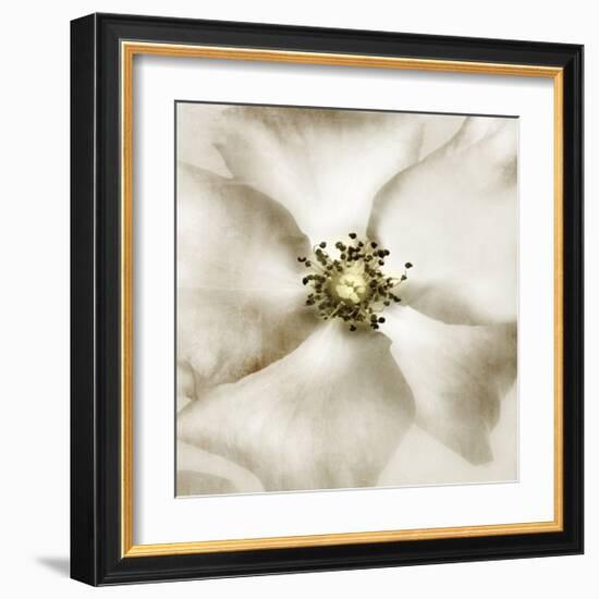 Whisper of Rose-Donna Geissler-Framed Giclee Print