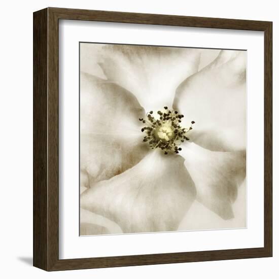 Whisper of Rose-Donna Geissler-Framed Giclee Print