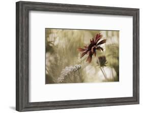 Whisper on the Wind-David Lorenz Winston-Framed Art Print