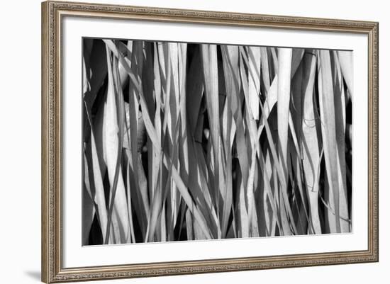 Whispering Reeds-Tony Koukos-Framed Giclee Print