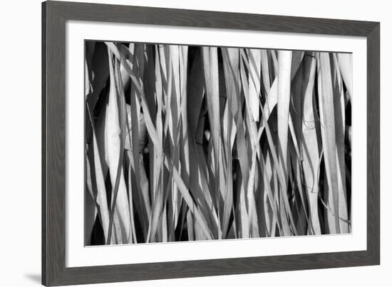 Whispering Reeds-Tony Koukos-Framed Giclee Print