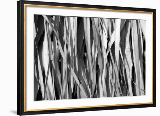 Whispering Reeds-Tony Koukos-Framed Giclee Print