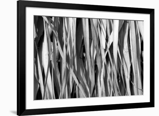 Whispering Reeds-Tony Koukos-Framed Giclee Print
