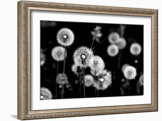 Whispers of Spring-Henriette Lund Mackey-Framed Photographic Print