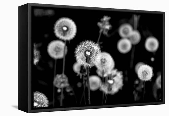 Whispers of Spring-Henriette Lund Mackey-Framed Premier Image Canvas