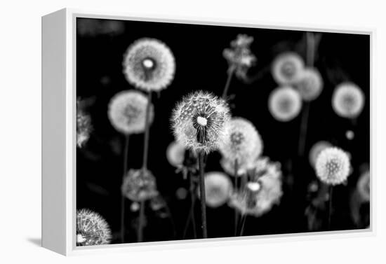 Whispers of Spring-Henriette Lund Mackey-Framed Premier Image Canvas