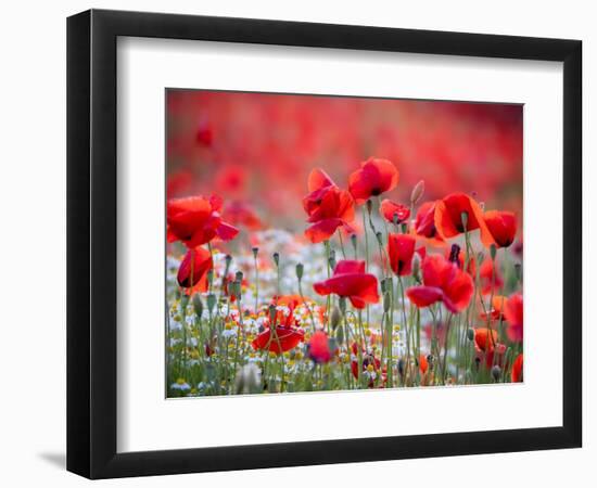 Whispers-Marco Carmassi-Framed Photographic Print