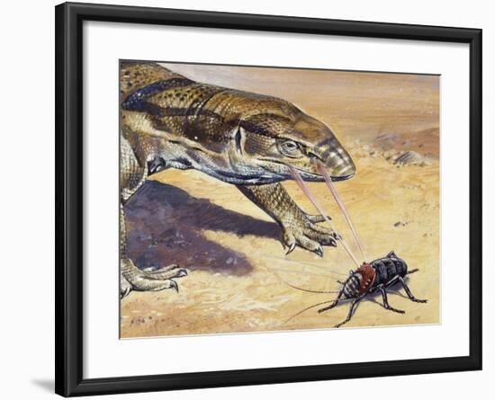 Whistle Cricket (Eugaster Spinulosa), Tettigoniidae, Drawing-null-Framed Giclee Print