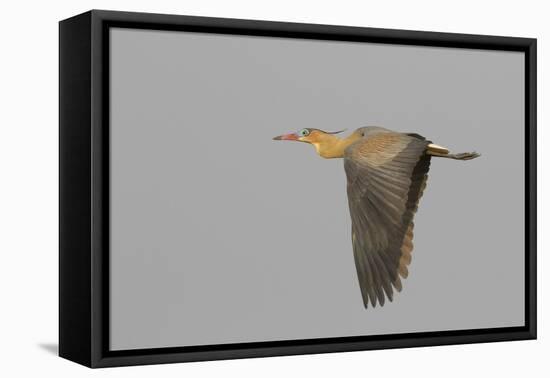 Whistling heron flying-Ken Archer-Framed Premier Image Canvas