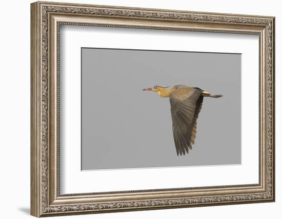 Whistling heron flying-Ken Archer-Framed Photographic Print