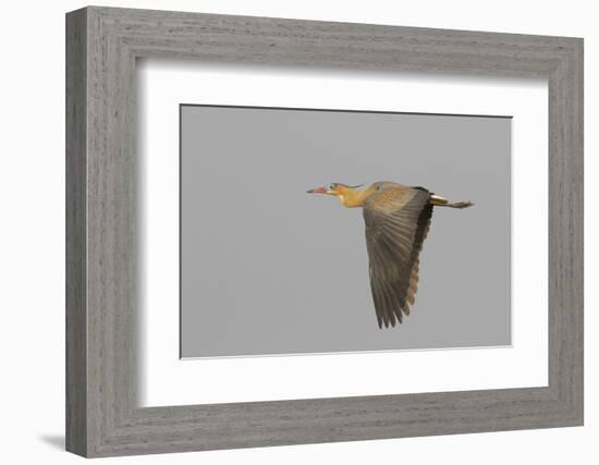 Whistling heron flying-Ken Archer-Framed Photographic Print