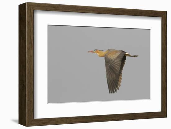 Whistling heron flying-Ken Archer-Framed Photographic Print