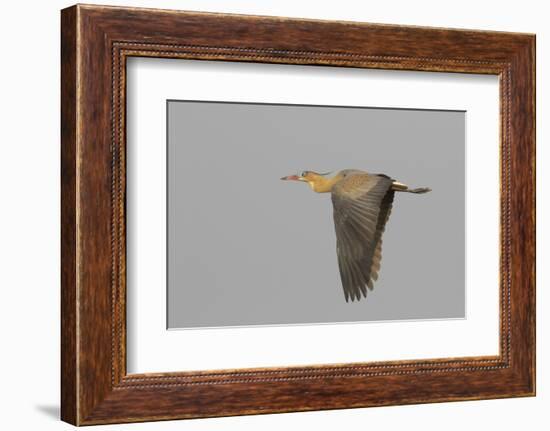 Whistling heron flying-Ken Archer-Framed Photographic Print