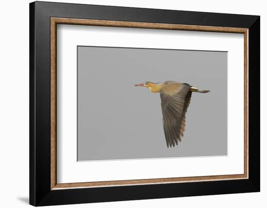 Whistling heron flying-Ken Archer-Framed Photographic Print