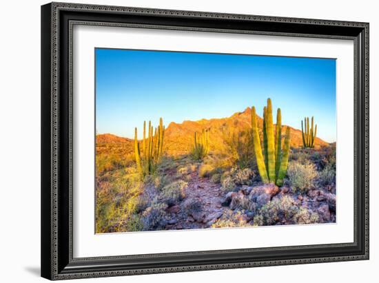 Whistling Organ Pipes-Anton Foltin-Framed Photographic Print