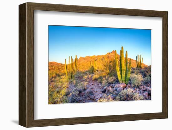 Whistling Organ Pipes-Anton Foltin-Framed Photographic Print