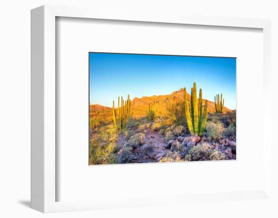 Whistling Organ Pipes-Anton Foltin-Framed Photographic Print
