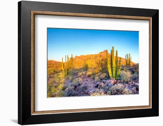 Whistling Organ Pipes-Anton Foltin-Framed Photographic Print