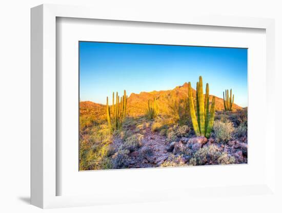 Whistling Organ Pipes-Anton Foltin-Framed Photographic Print