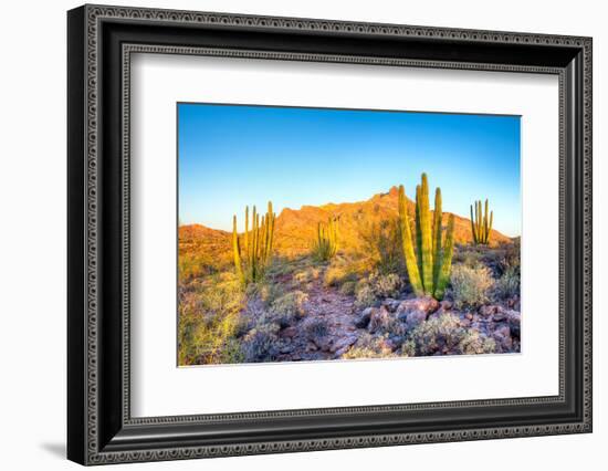 Whistling Organ Pipes-Anton Foltin-Framed Photographic Print