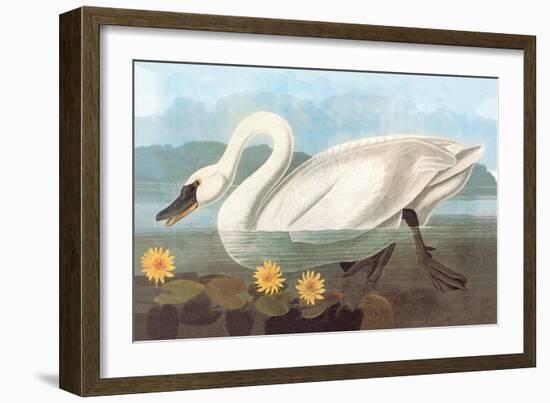 Whistling Swan-John James Audubon-Framed Art Print