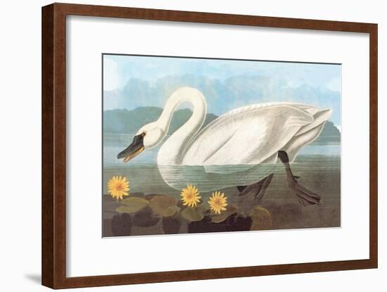 Whistling Swan-John James Audubon-Framed Art Print