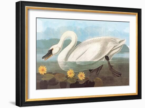 Whistling Swan-John James Audubon-Framed Art Print