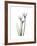 Whit Rain Lily Portrait-Albert Koetsier-Framed Premium Giclee Print