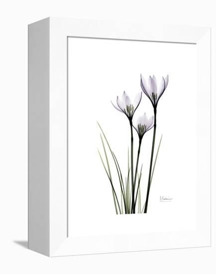 Whit Rain Lily Portrait-Albert Koetsier-Framed Stretched Canvas