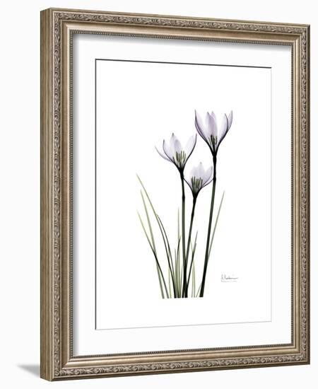 Whit Rain Lily Portrait-Albert Koetsier-Framed Premium Giclee Print