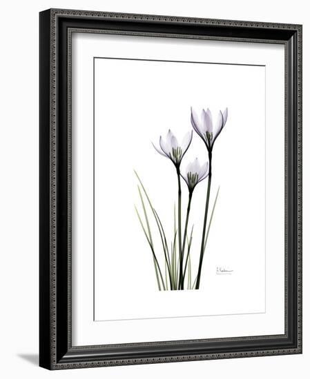 Whit Rain Lily Portrait-Albert Koetsier-Framed Premium Giclee Print