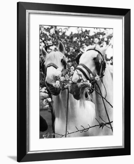 Whitbread Shires Pride and Prejudice on Their Summer Break at Paddock Wood, Kent, May 1962-null-Framed Photographic Print