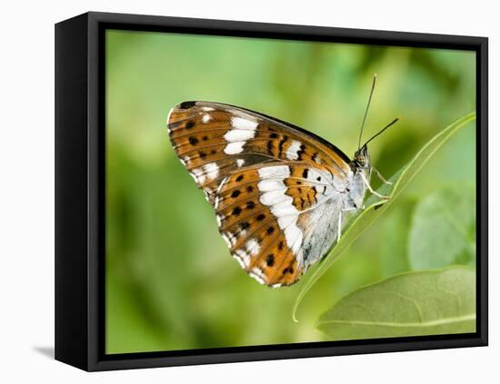 White Admiral Butterfly at Rest on Honeysuckle with Wings Closed, UK-Andy Sands-Framed Premier Image Canvas