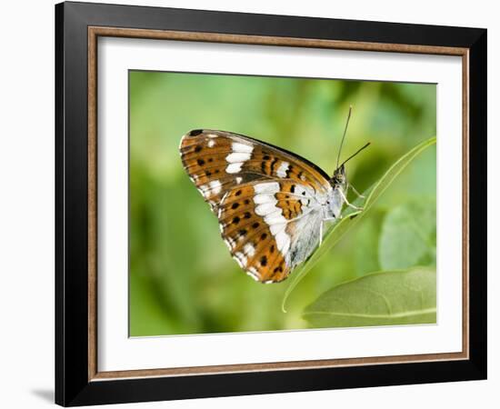 White Admiral Butterfly at Rest on Honeysuckle with Wings Closed, UK-Andy Sands-Framed Photographic Print